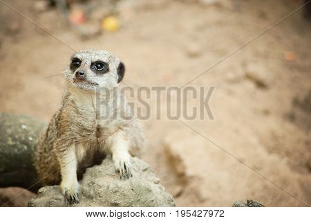 Meerkat - Suricata Suricatta On Stone Guards His Territory.