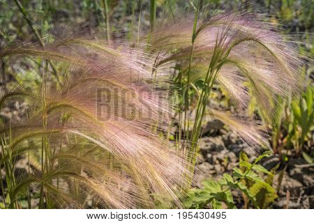 Feather Grass On A Meadow