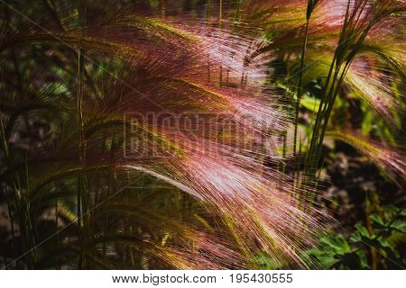 Feather Grass On A Meadow