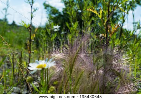 Feather Grass On A Meadow