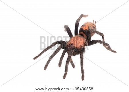 Spider Cyclosternum Davus Fasciatum on white background