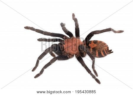 Spider Cyclosternum Davus Fasciatum on white background