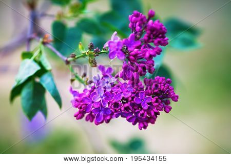 Blooming purple lilac flowers in the garden. Shallow depth of field. Selective focus.