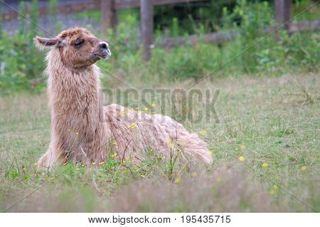 domectic lama alpaca lying down in field wool agriculture farming country