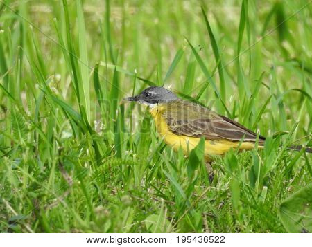 Beautiful bird in its natural habitat. The western yellow wagtail (Motacilla flava). Green grass background.  The beauty of nature. European animals. Wild animals. Ornithology. Close-up photography.