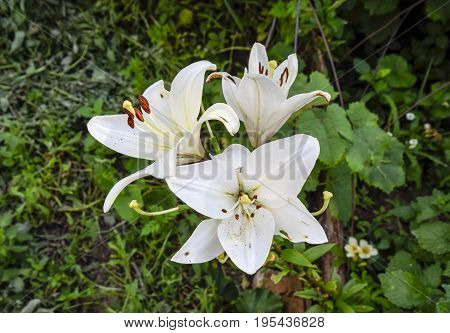 A Flower Of A White Lily. Pistils And Stamens Of White Lily.