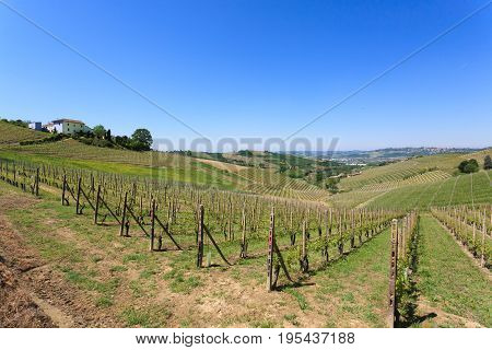 Landscape With Vineyards From Langhe,italian Agriculture