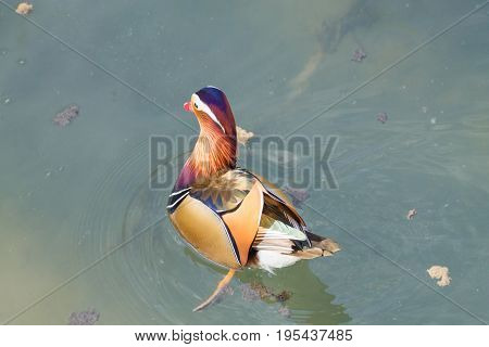 Mandarin Duck Close Up From Sile River, Italy