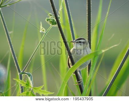 The sedge warbler (Acrocephalus schoenobaenus). Beautiful bird in its natural habitat.  The beauty of nature. European animals. Wild animals. Ornithology.