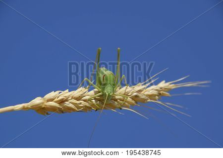 Isophya. Grasshopper Is An Isophy On A Wheat Spikelet. Isophya A