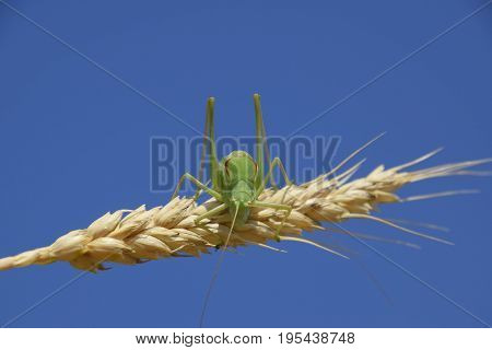 Isophya. Grasshopper Is An Isophy On A Wheat Spikelet. Isophya A