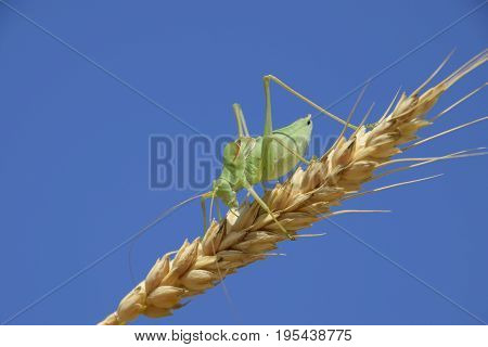 Isophya. Grasshopper Is An Isophy On A Wheat Spikelet. Isophya A