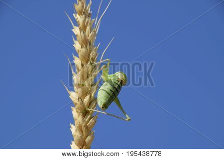 Isophya. Grasshopper Is An Isophy On A Wheat Spikelet. Isophya A