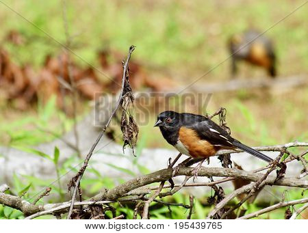 Pretty male towhee bird on random branches with blurred green background and blurred robin also in background