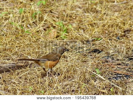 Pretty profile of female towhee bird in dead grass with a few bright green new growths around