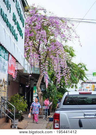 Roiet Thailand - April 6 2017 : Beautiful bright purple flowers Lagerstroemia aka. Queen of flower at footpath in the town