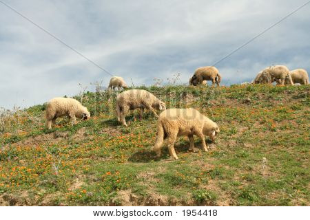 พร้อมในโดว์ Calendula Sheeps งดงาม