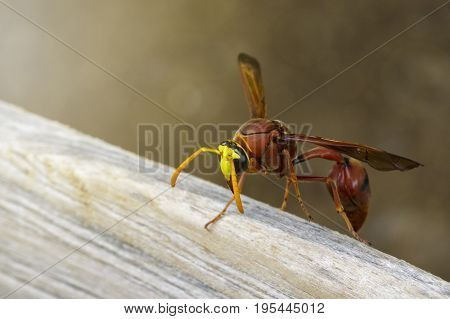 Image of potter wasp (Delta sp Eumeninae) on dry timber. Insect Animal