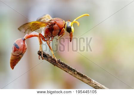 Image of potter wasp (Delta sp Eumeninae) on dry branches. Insect Animal
