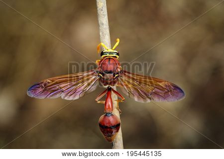 Image of potter wasp (Delta sp Eumeninae) on dry branches. Insect Animal