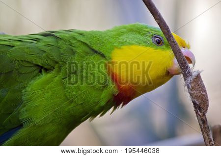 this is a close up of a superb parrot