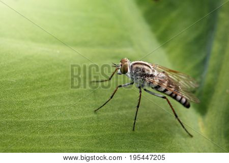Image of Tiny Robber Fly (Asilidae) on a green leaf. Insect Animal