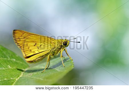 Image of common dartlet butterfly (Oriens gola Moore1877)on a green leaf on nature background. Insect Animal