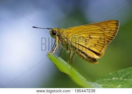 Image of common dartlet butterfly (Oriens gola Moore1877)on a green leaf on nature background. Insect Animal