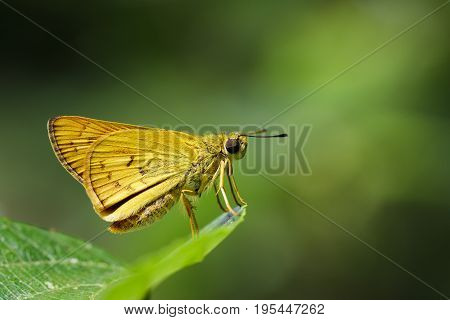 Image of common dartlet butterfly (Oriens gola Moore1877)on a green leaf on nature background. Insect Animal
