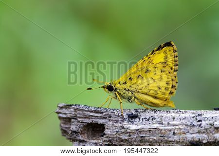 Image of common dartlet butterfly (Oriens gola Moore1877) on dry branches on nature background. Insect Animal