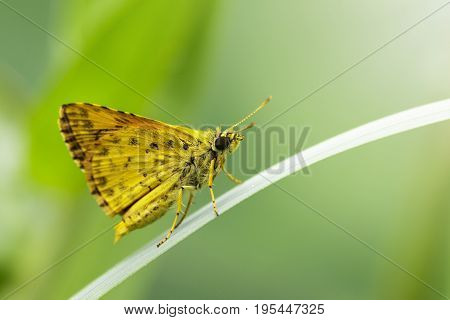 Image of common dartlet butterfly (Oriens gola Moore1877) on a green leaf on nature background. Insect Animal