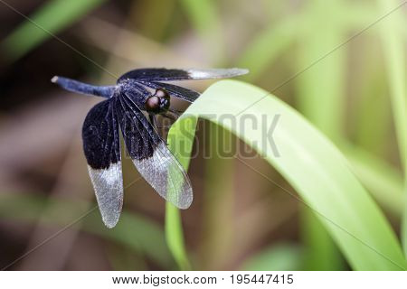 Image of Pied Paddy Skimmer Dragonfly (Neurothemis Tullia) on green leaves. Insect Animal