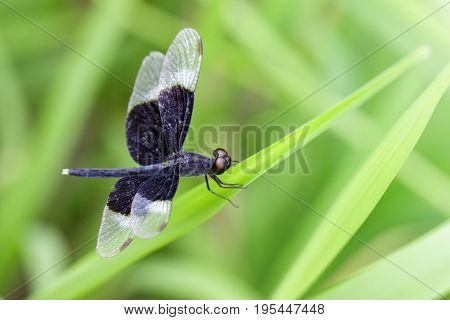 Image Of Pied Paddy Skimmer Dragonfly (neurothemis Tullia) On Green Leaves. Insect Animal