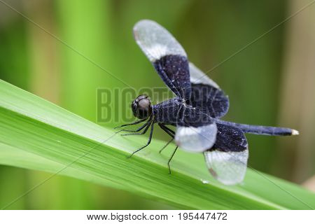 Image Of Pied Paddy Skimmer Dragonfly (neurothemis Tullia) On Green Leaves. Insect Animal