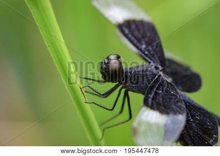 Image Of Pied Paddy Skimmer Dragonfly (neurothemis Tullia) On Green Leaves. Insect Animal