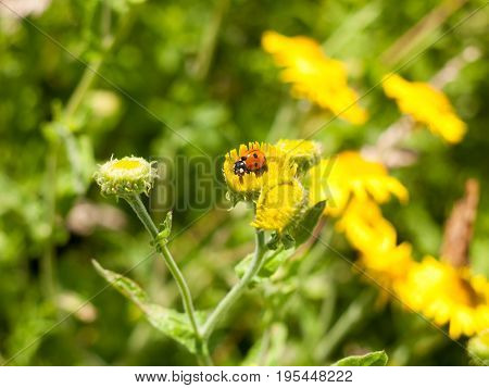 7-dot Ladybird (coccinella 7-punctata) On Yellow Flower Outsider