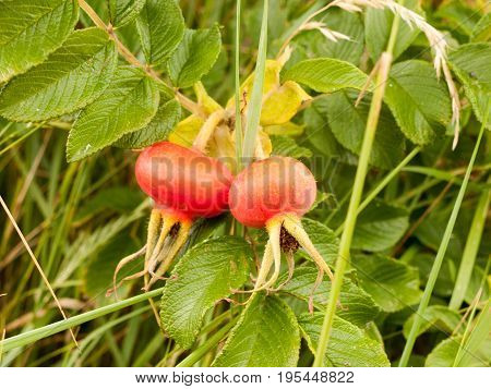 Two Growing Rosa Rugosa Rose Hips Haws Or Heps In Wild