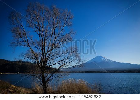 dry tree on lake and mountain fuji landmark of japan in winter season - can use to display or montage on product