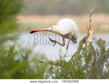 A Yellow-Billed Spoonbill (Platalea regia) grooming itself on a tree at Herdsman Lake in Perth, Western Australia.