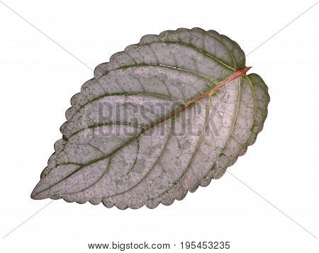 fresh Hemigraphis alternata leaf on white background