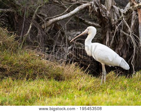A Yellow-Billed Spoonbill (Platalea regia) at the edge of Herdsman Lake in Perth, Western Australia.
