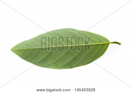 fresh green Annona squamosa leaves on white background