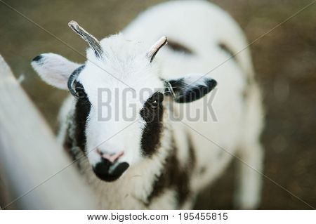 The Sheep With Four Horns Jacob Breed
