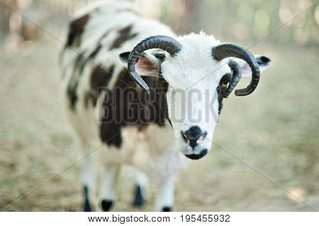 The Sheep With Four Horns Jacob Breed