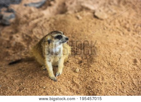 Meerkat sitting on a log.Meerkat animals. in the zoo