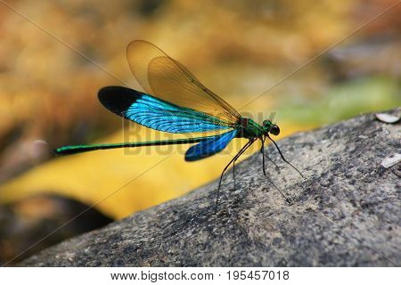The Damselfly, blue Matrona nigripectus dragonfly outdoor