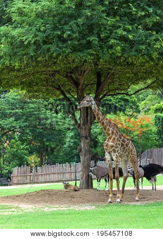 Pet giraffe in a zoo in Thailand.giraffe animal.