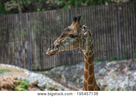Pet giraffe in a zoo in Thailand.