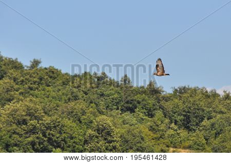 Common buzzard, bird of prey in flight above the forest. Buteo buteo, common buzzard flying
