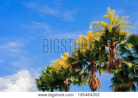 Fan Palm Tree On Day Time.
